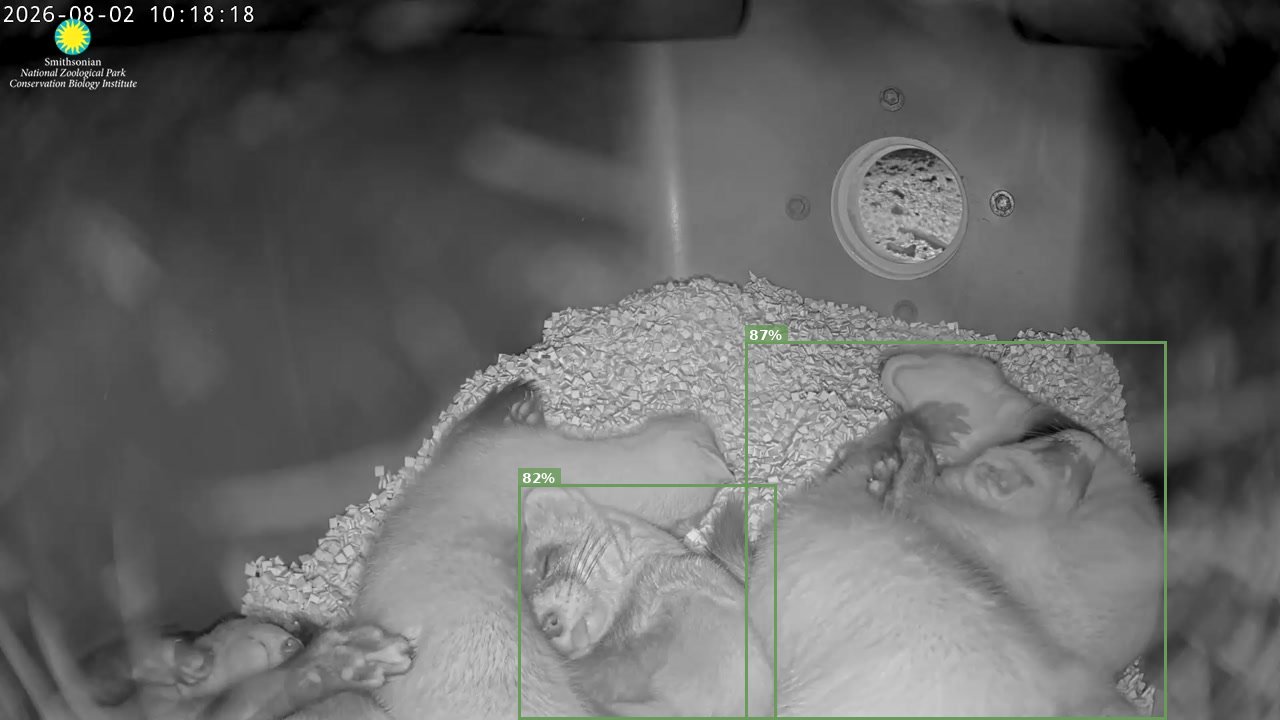 Black-footed Ferret Cam