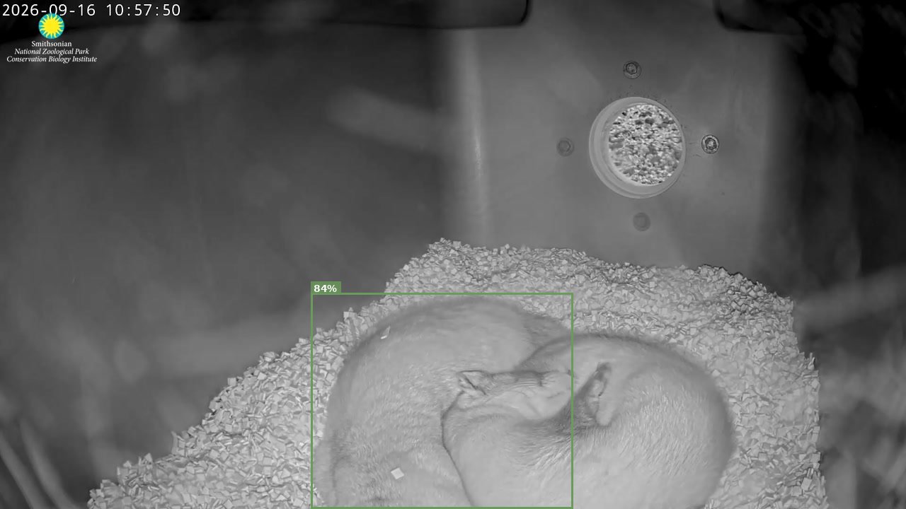 Black-footed Ferret Cam