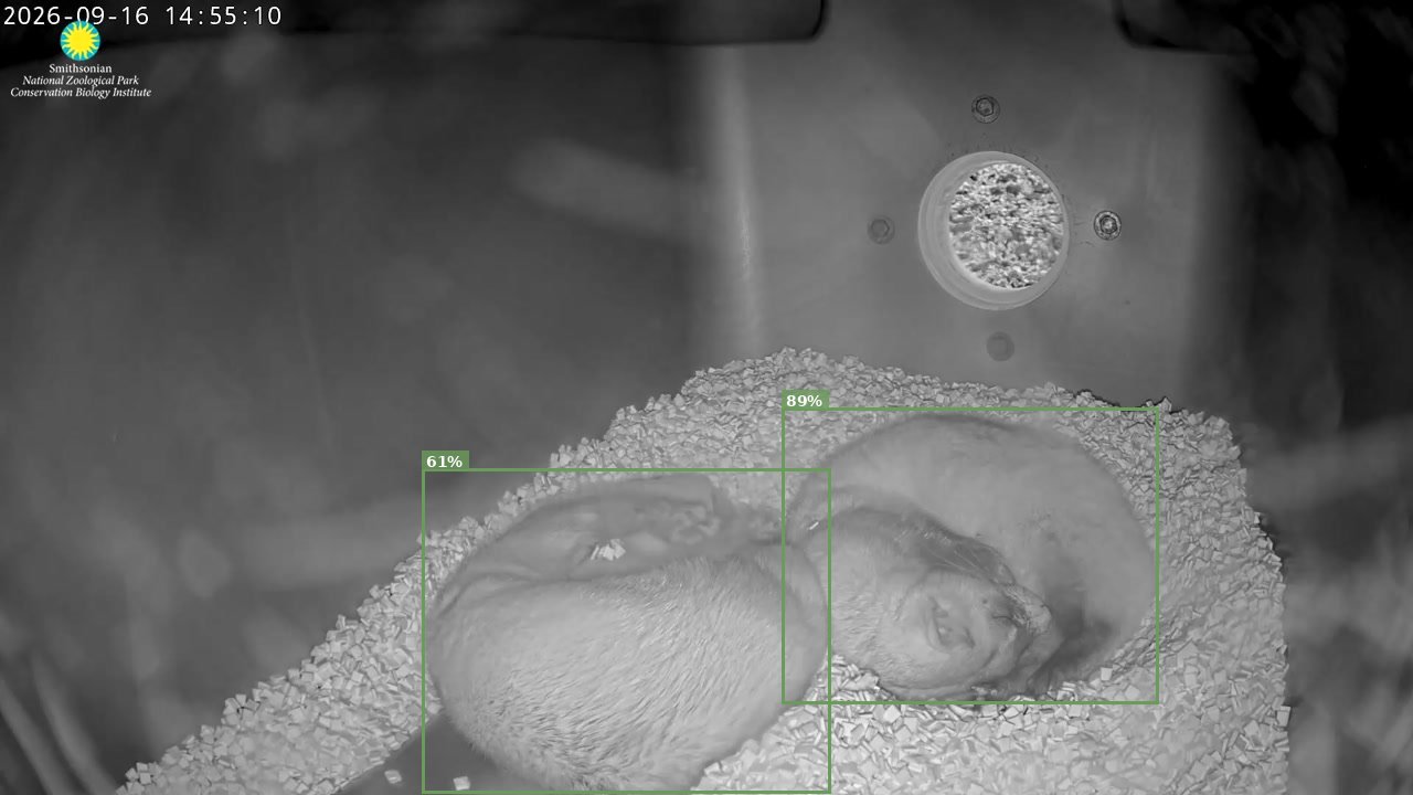 Black-footed Ferret Cam