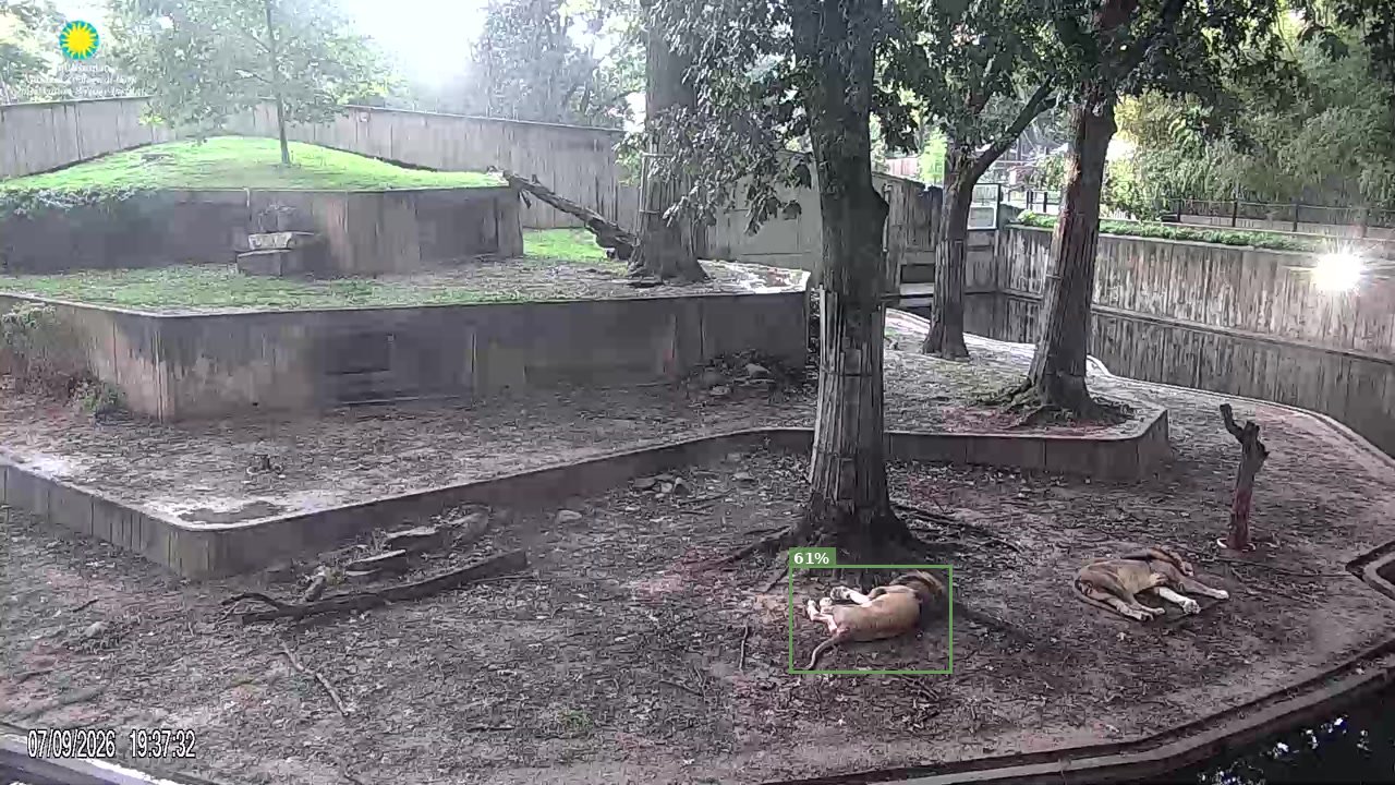 Mammal