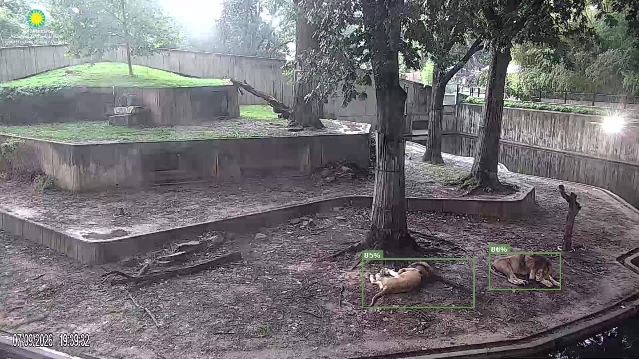 Mammal