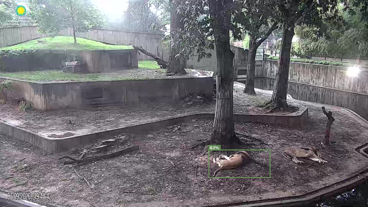 Mammal