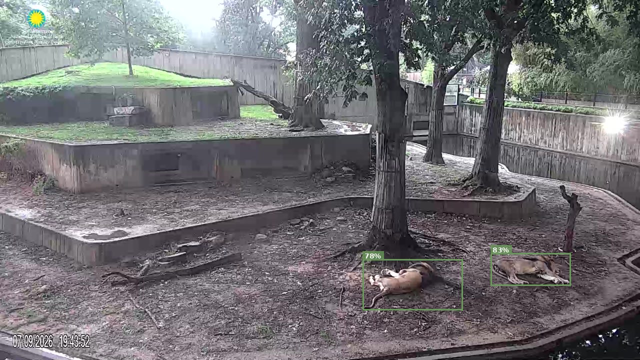 Mammal