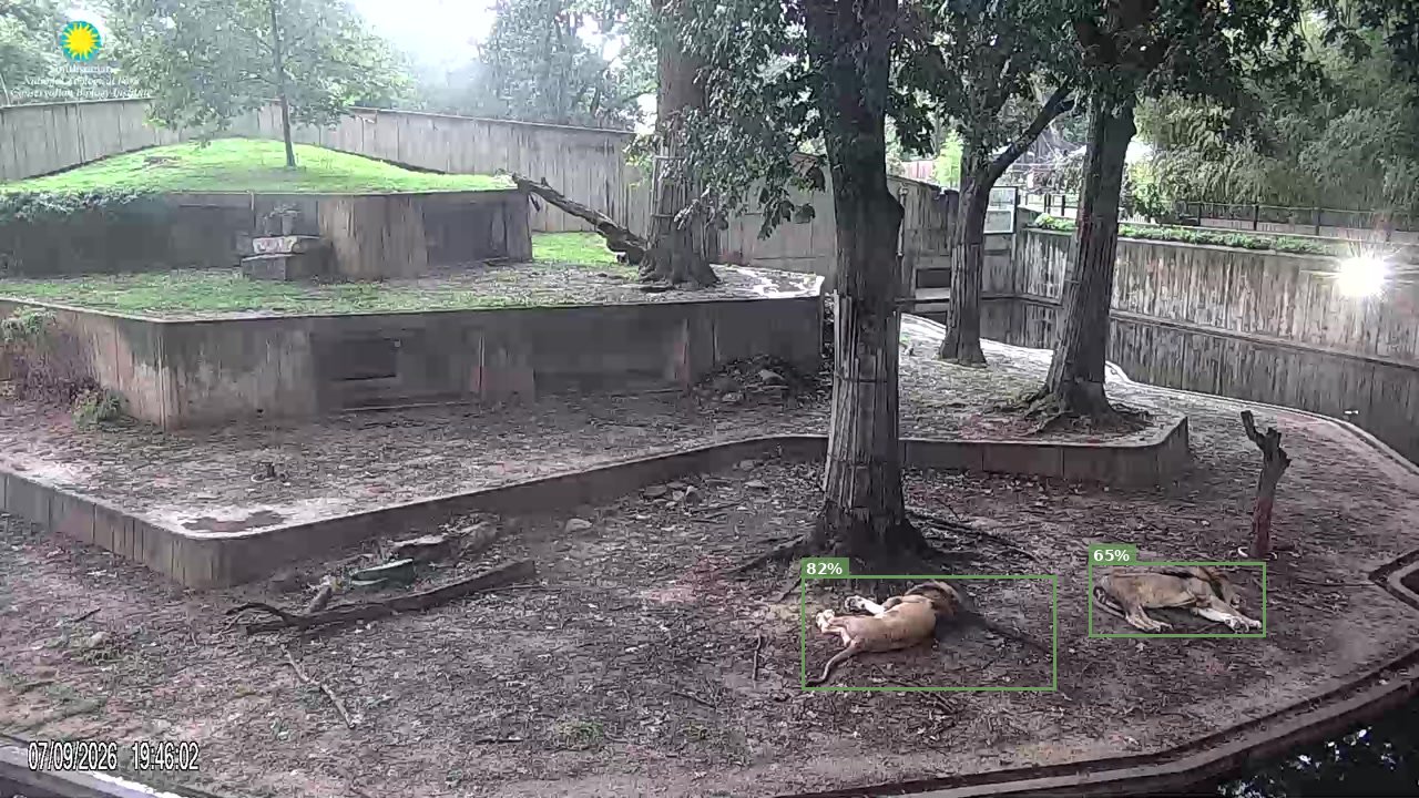 Mammal