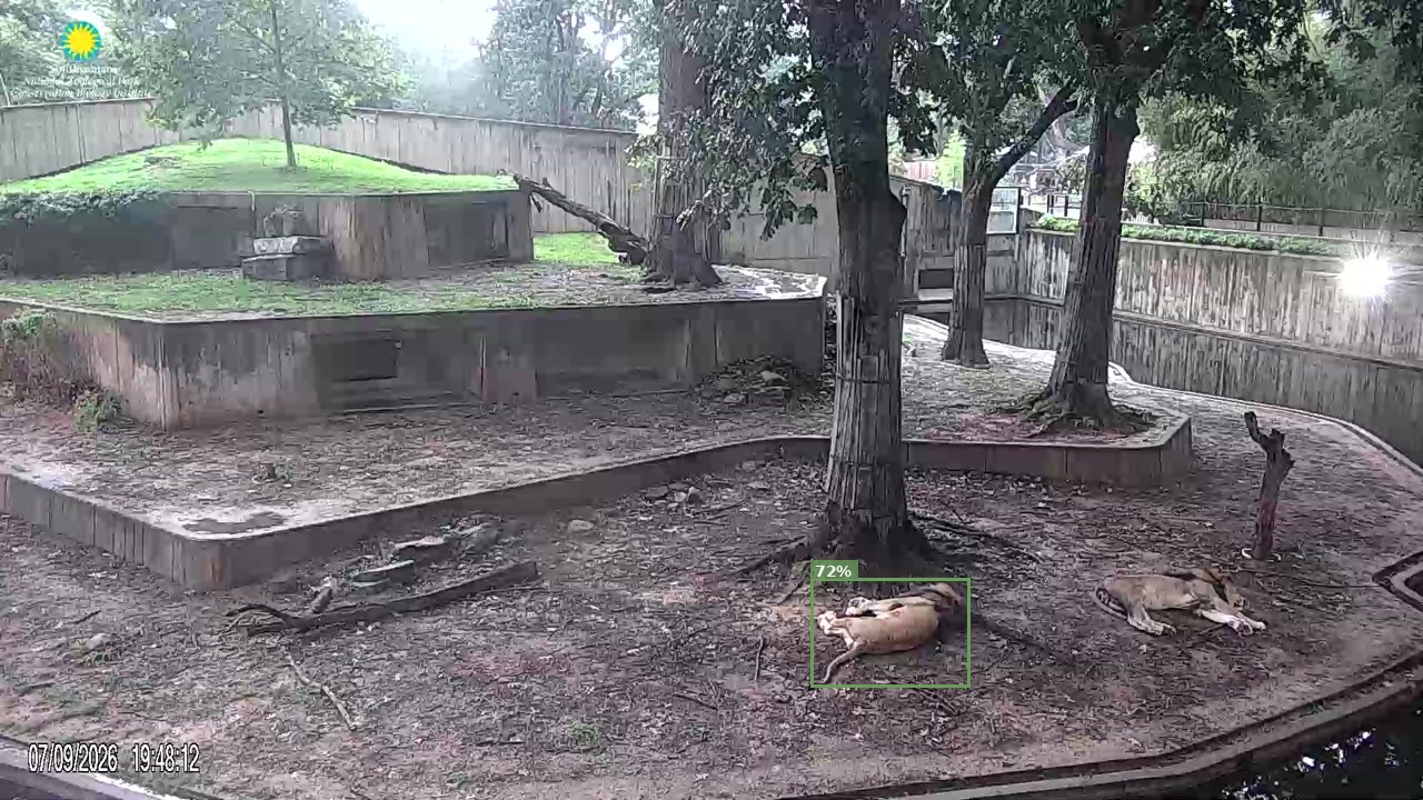 Mammal