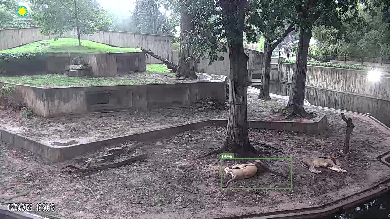 Mammal