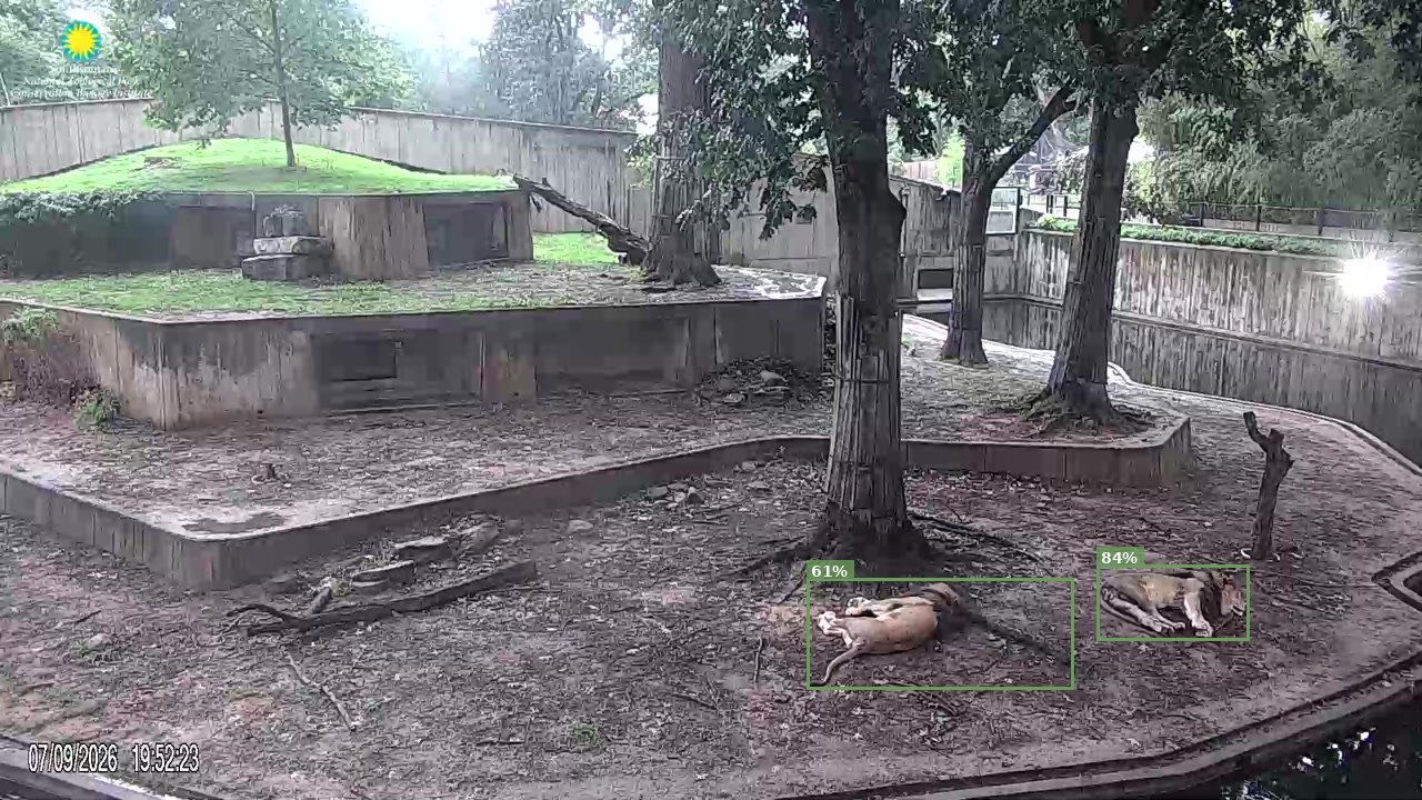 Mammal