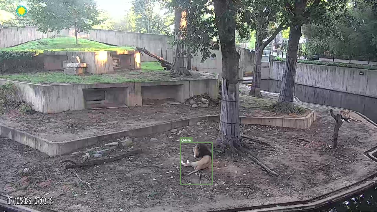 Mammal