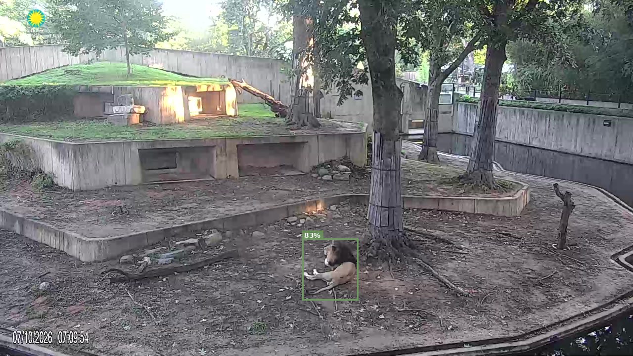 Mammal