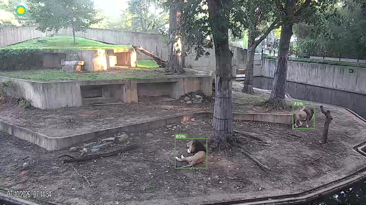 Mammal