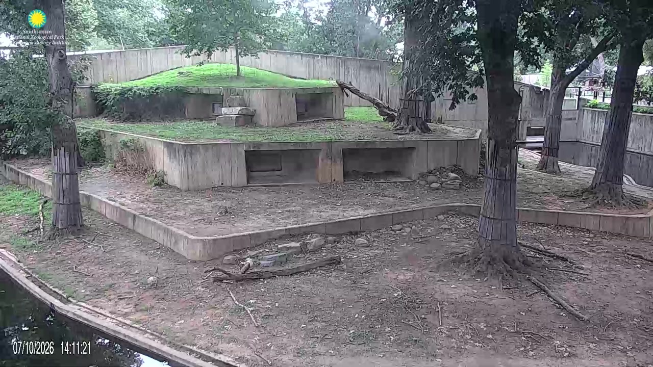 Lion Cam