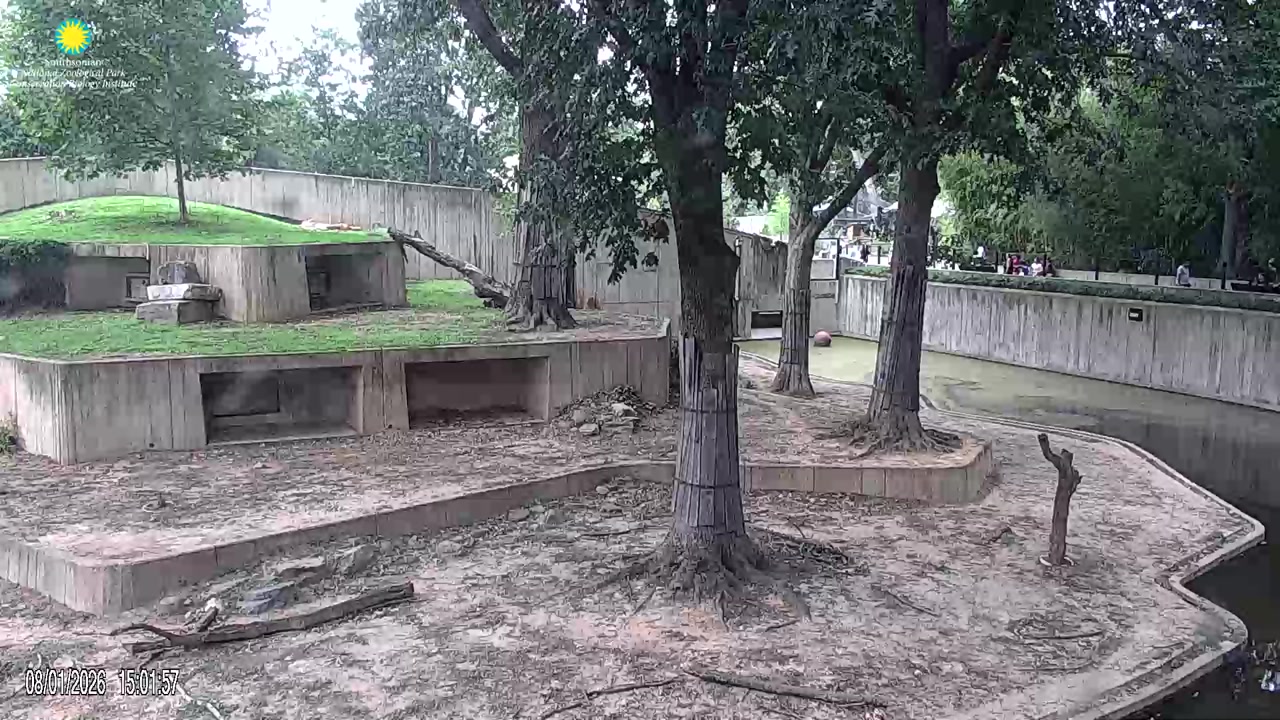 Lion Cam
