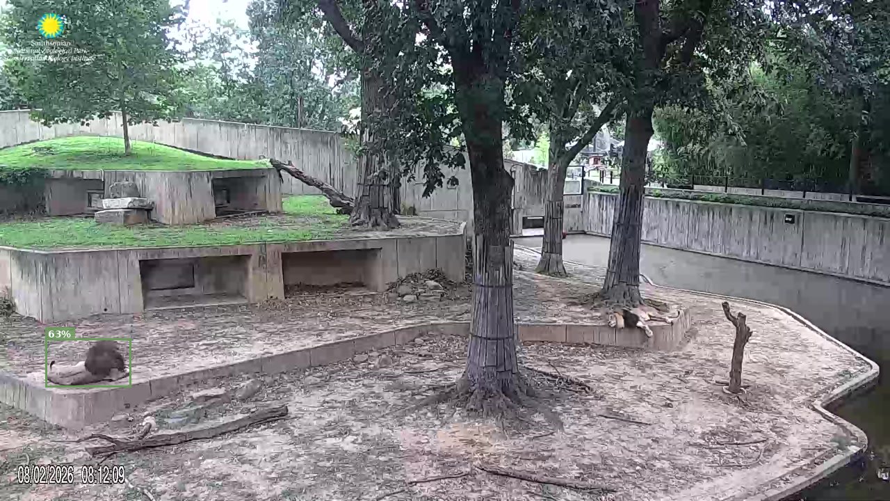 Mammal