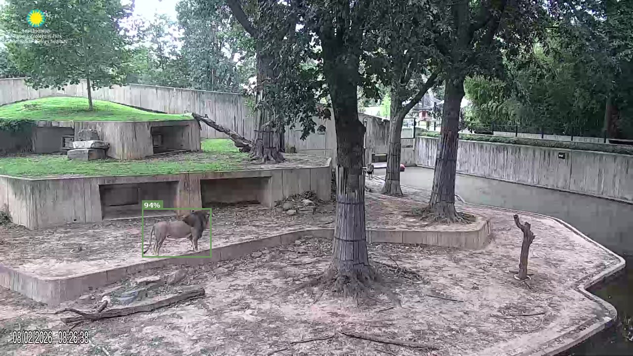 Mammal