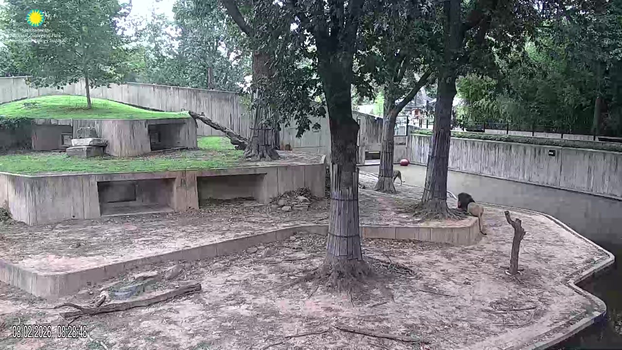 Mammal