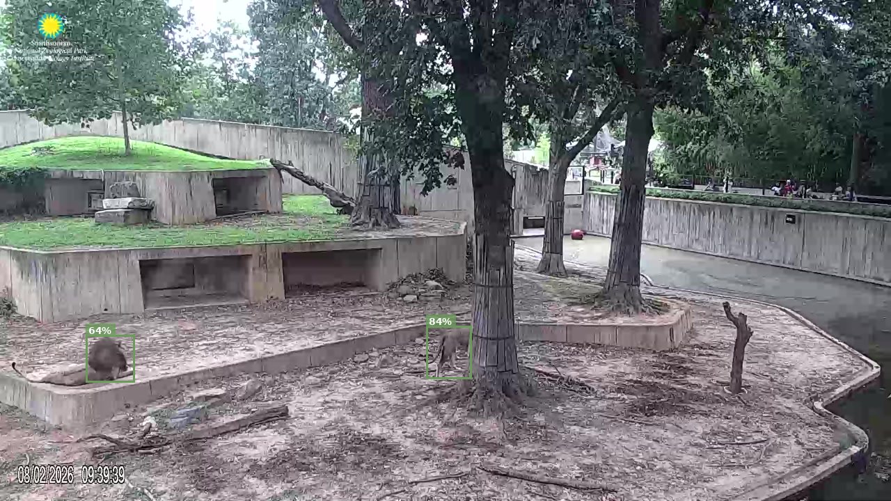 Mammal