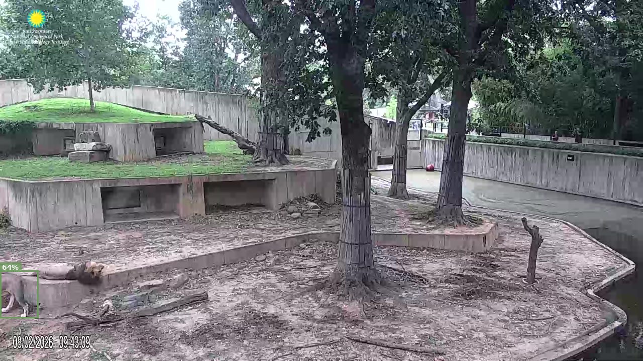 Mammal