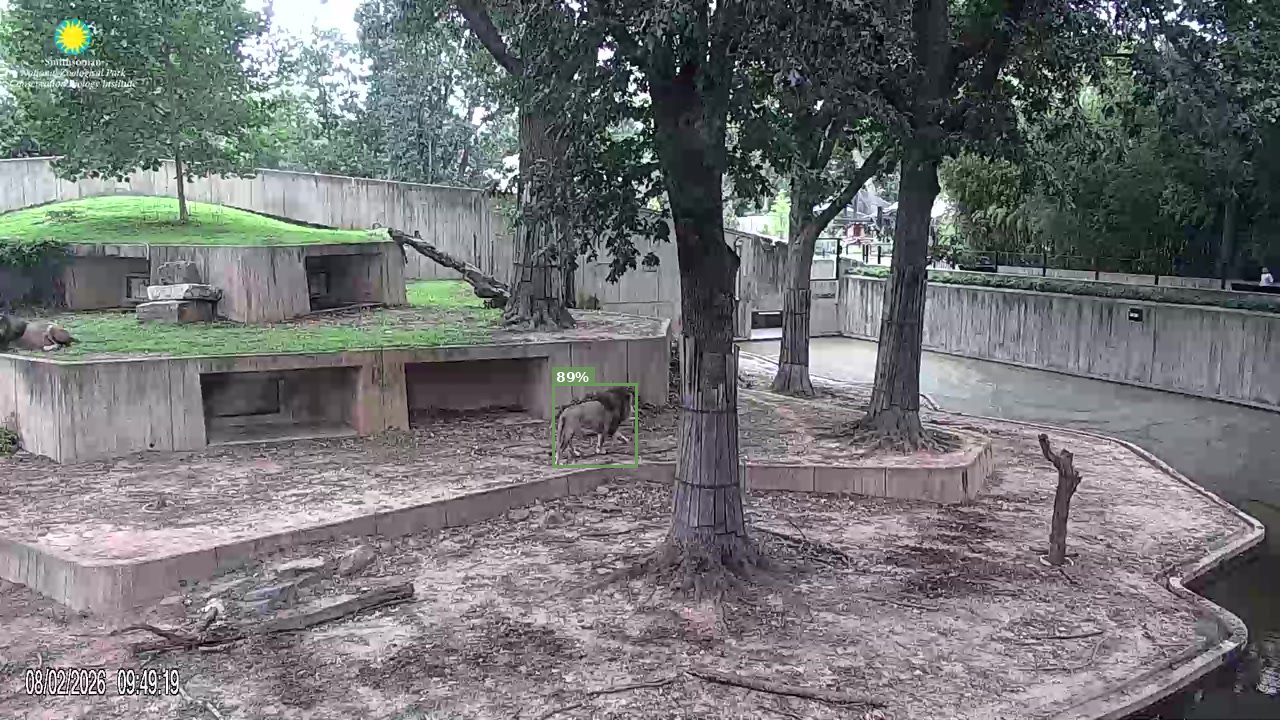 Mammal