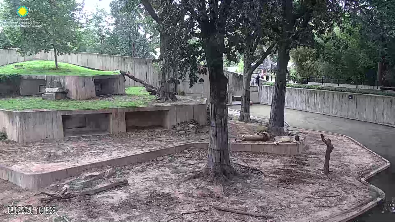 Lion Cam