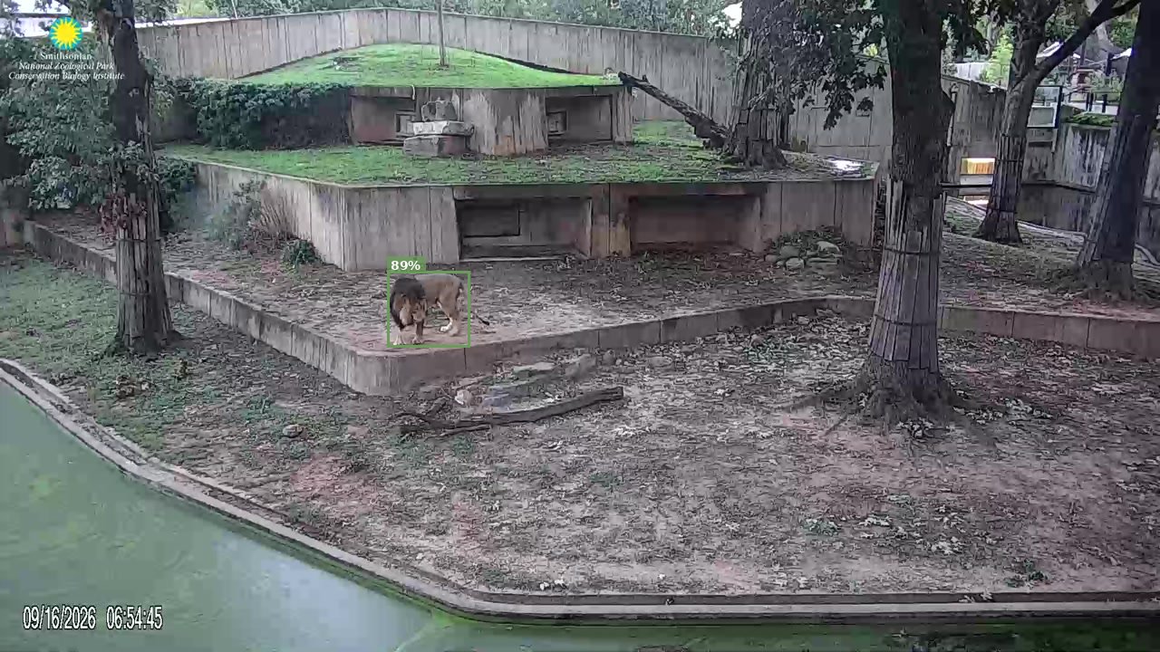 Mammal