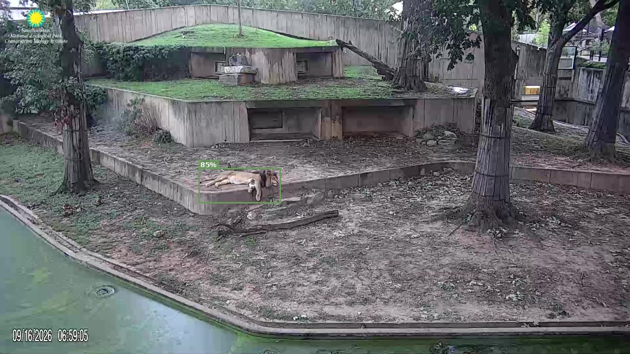 Mammal