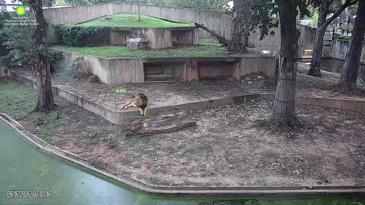 Mammal