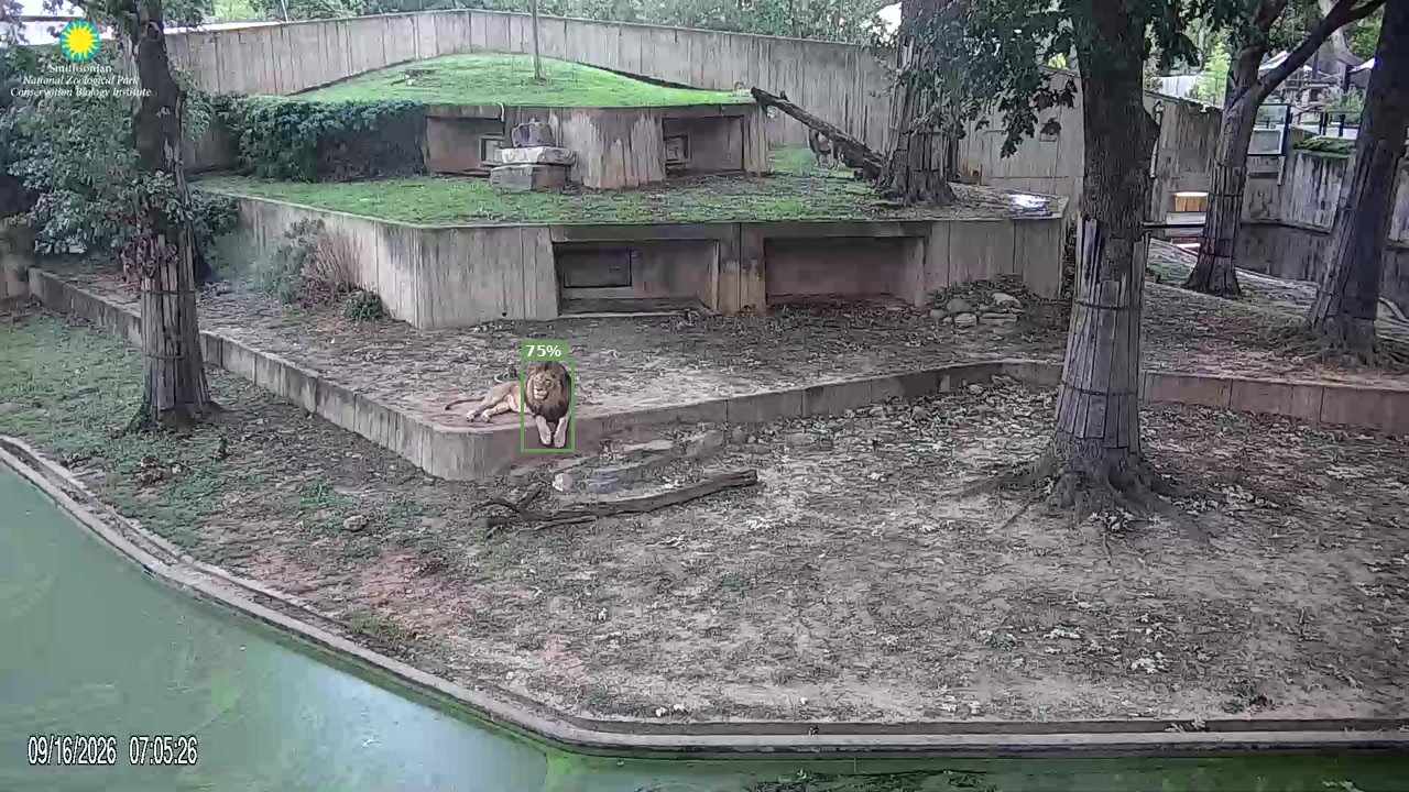 Mammal