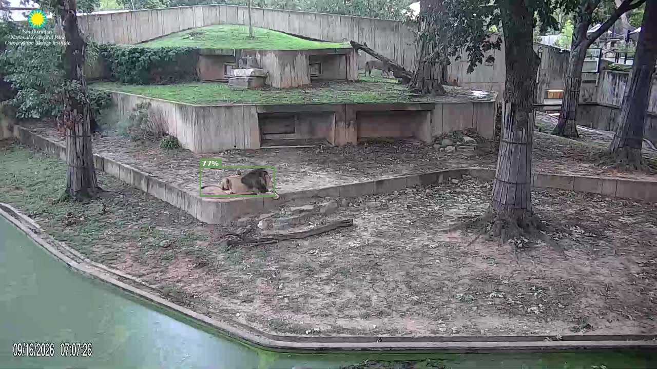 Mammal