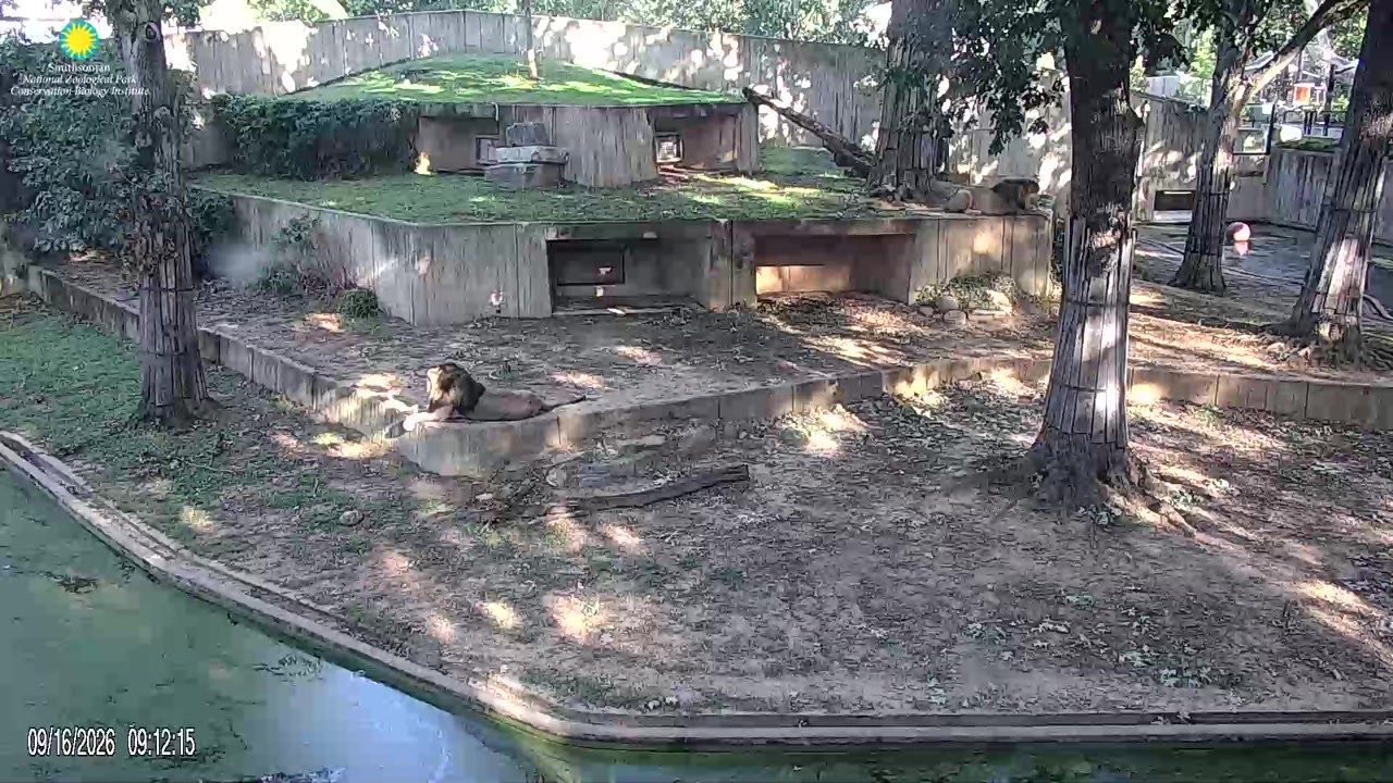 Mammal