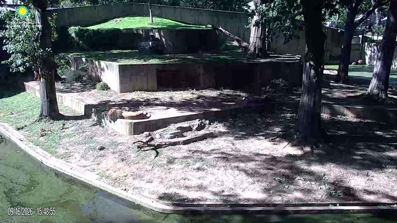 Lion Cam
