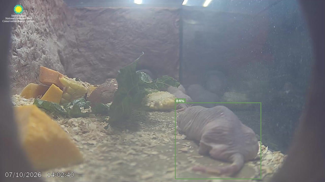 Mammal