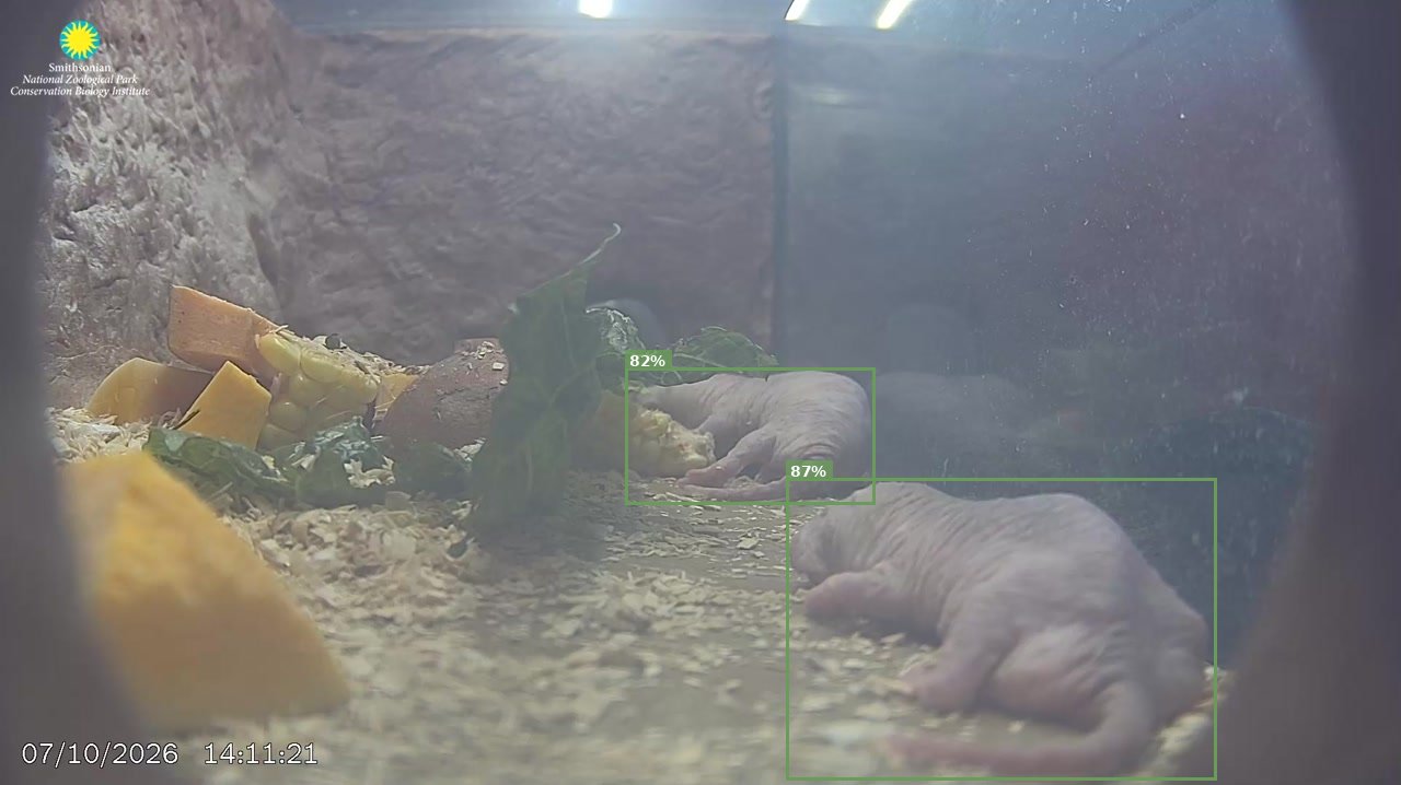 Naked Mole-Rat Cam