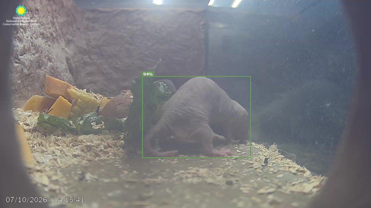 Mammal