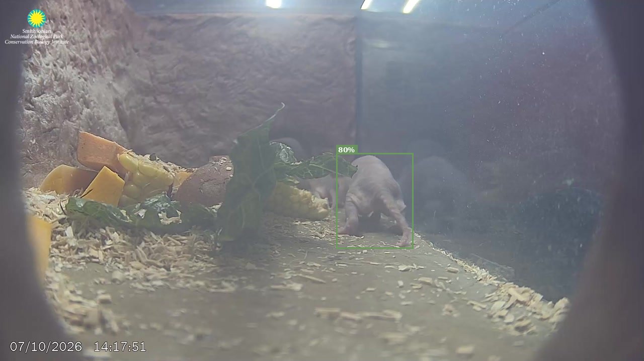 Mammal