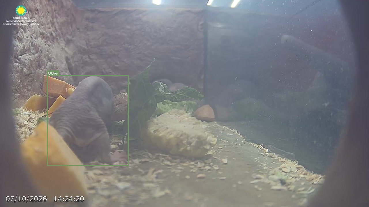 Mammal