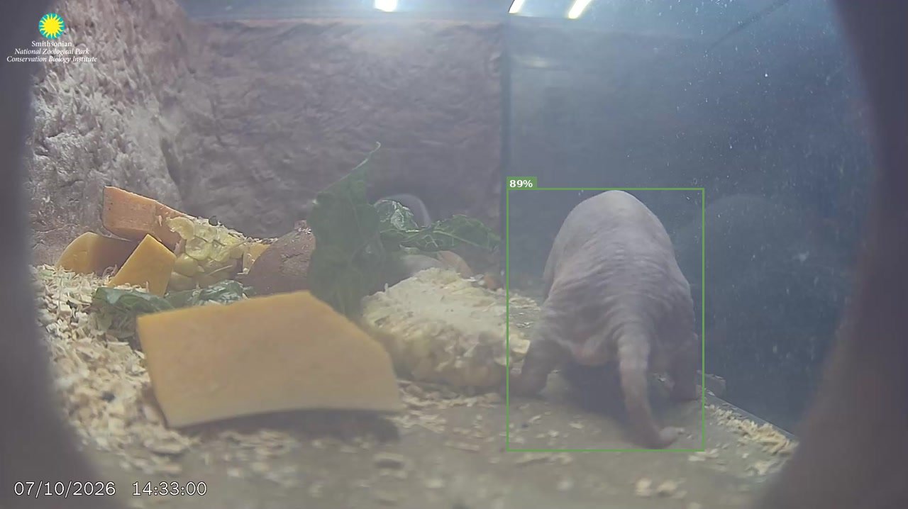 Mammal