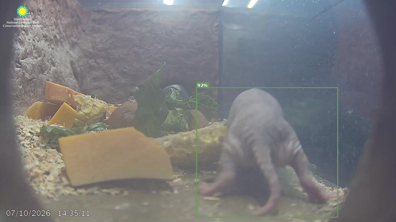 Mammal