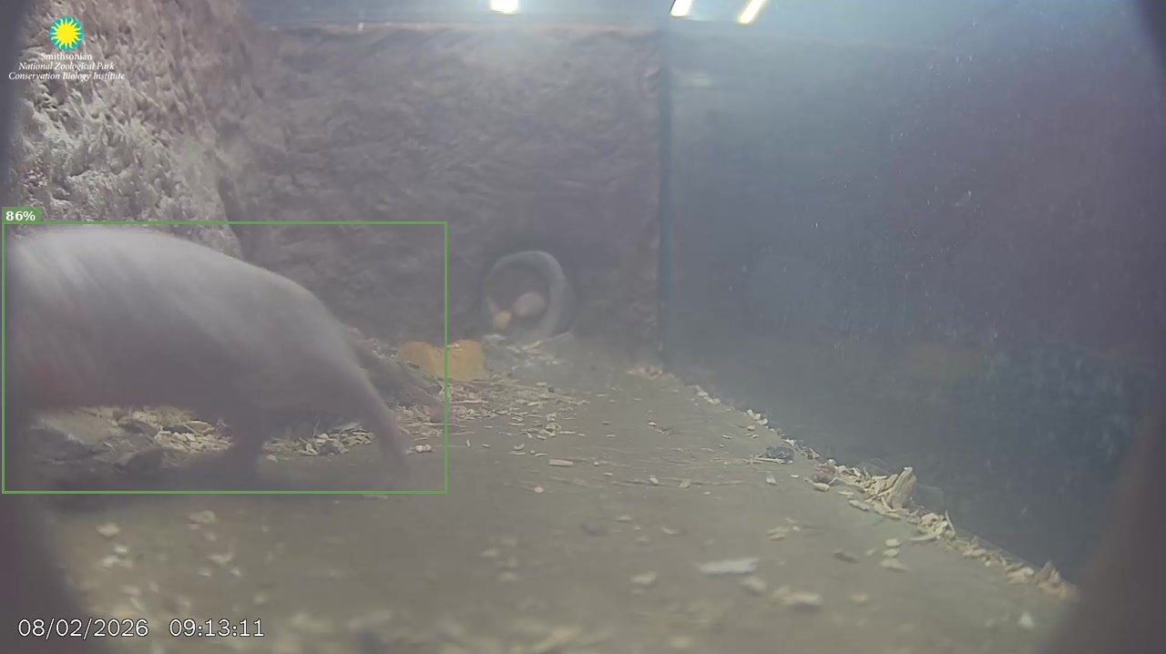 Mammal