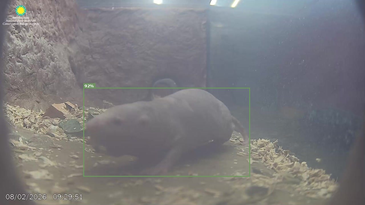 Mammal