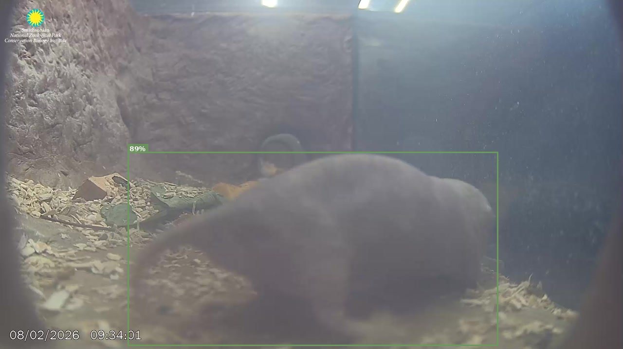 Mammal