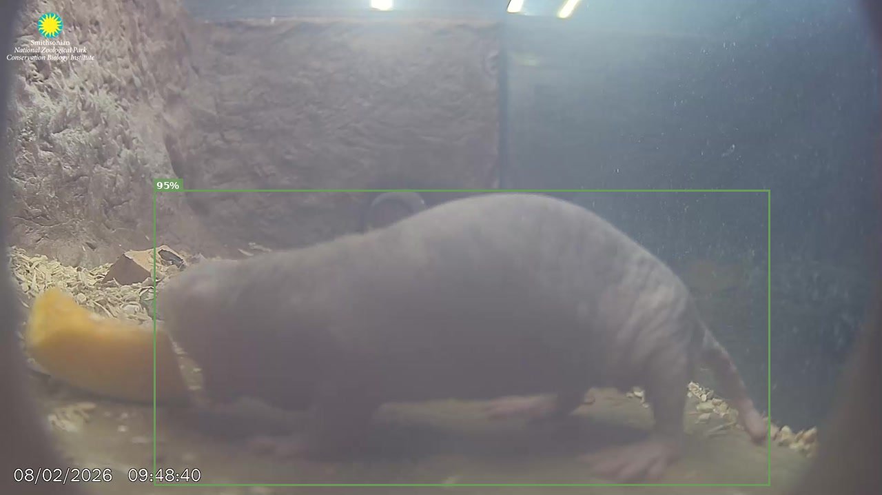 Mammal