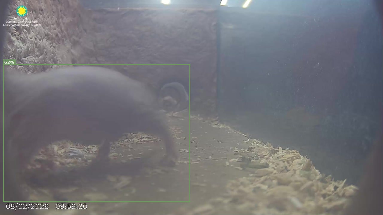 Mammal