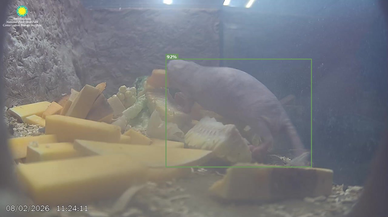Mammal