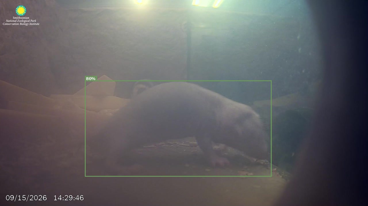 Mammal