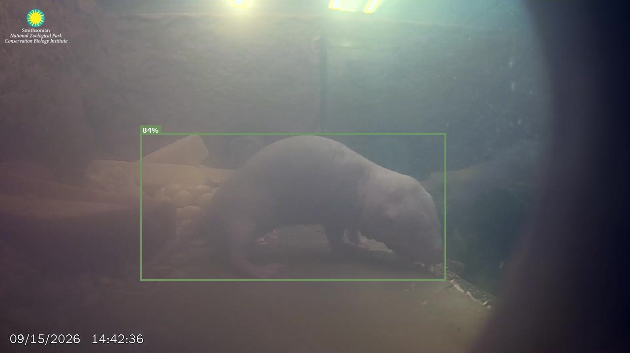 Mammal