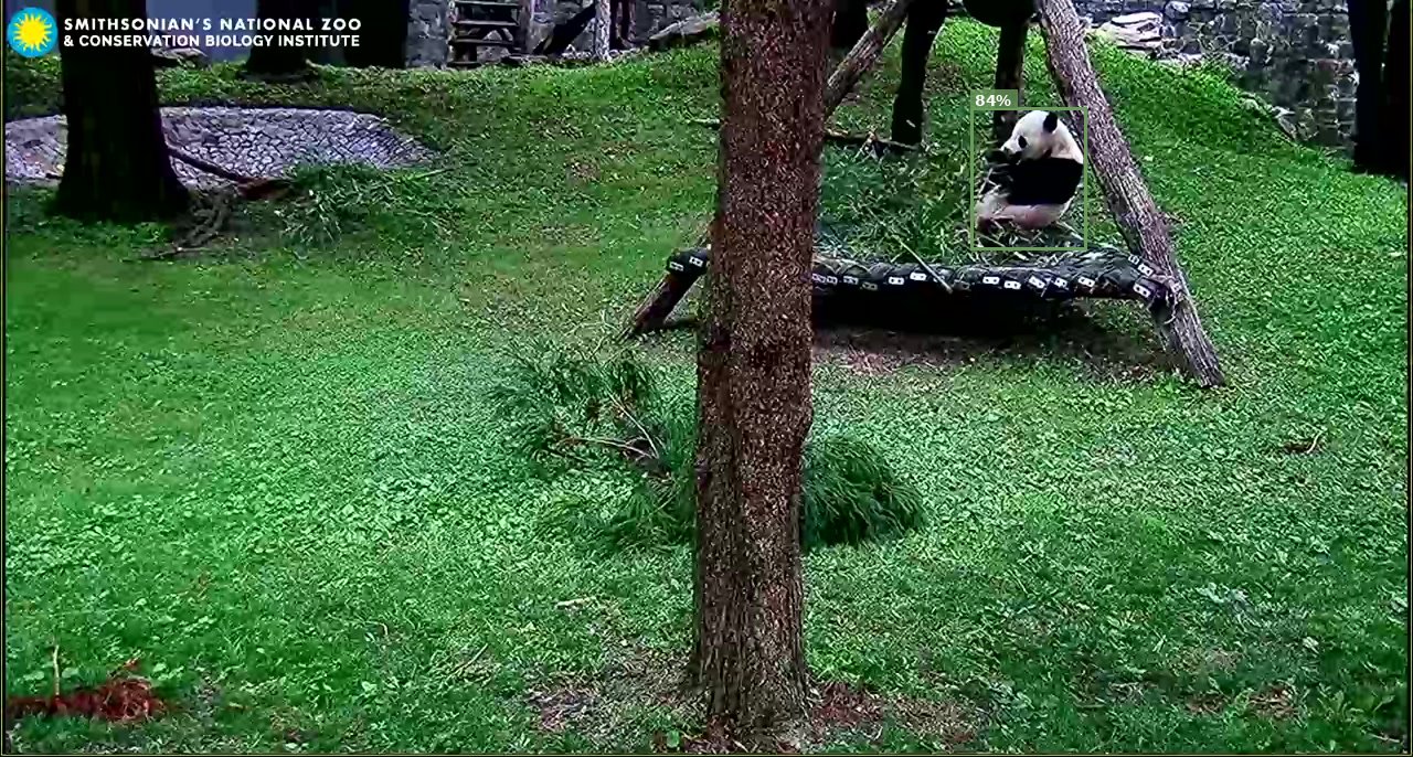 Mammal