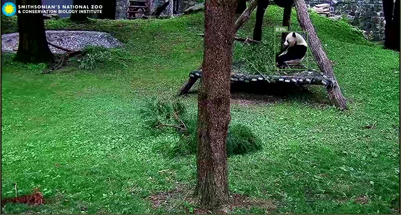 Mammal