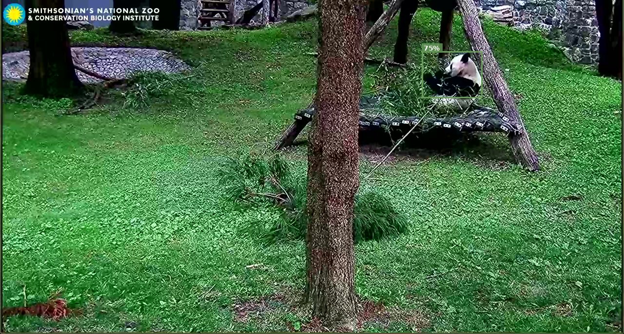 Giant Panda Cam