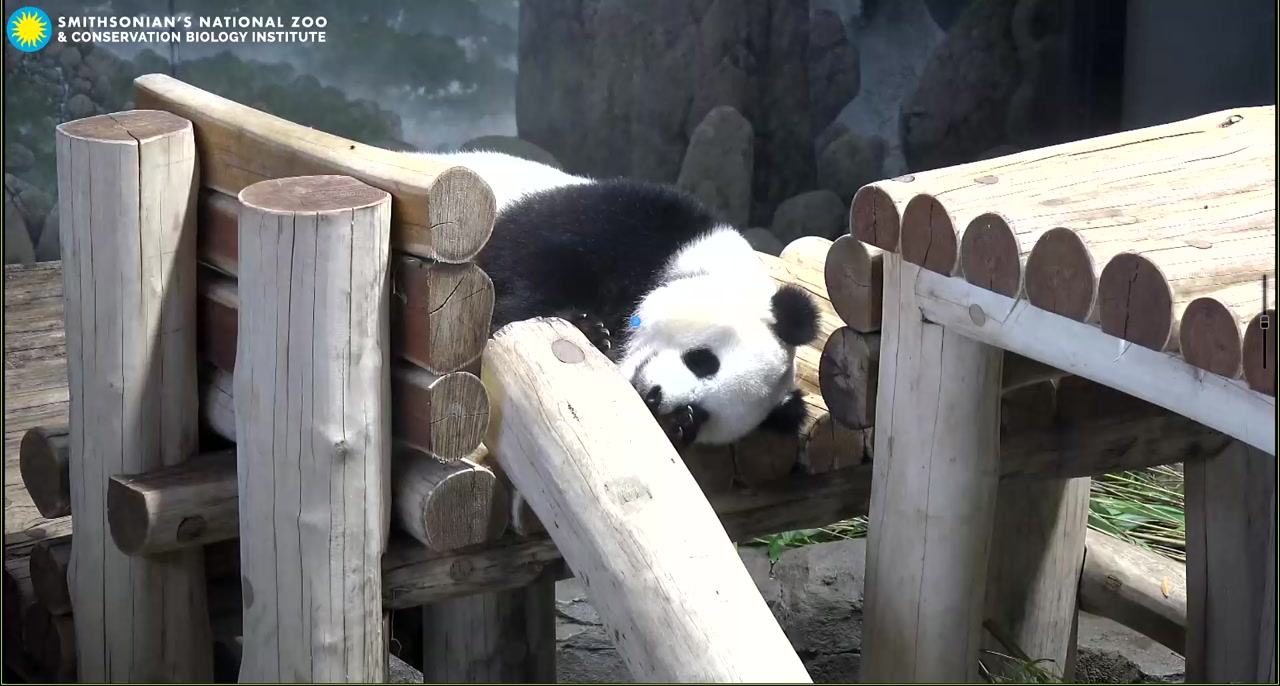 Giant Panda Cam