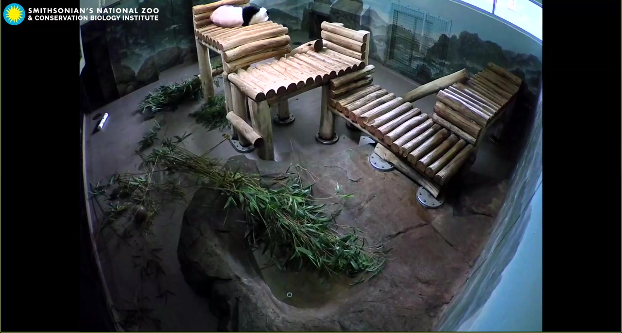 Giant Panda Cam